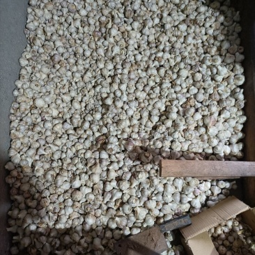 我想卖简阳今年的蒜总，现在我家里有60斤蒜总想卖出去。