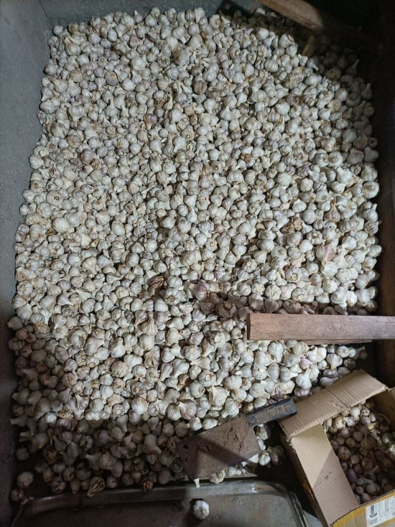 我想卖简阳今年的蒜总，现在我家里有60斤蒜总想卖出去。