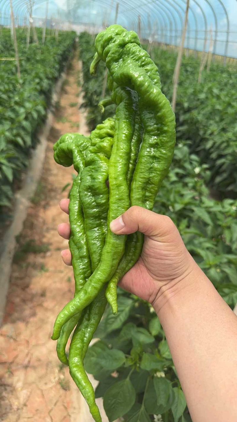 陇椒，螺丝椒