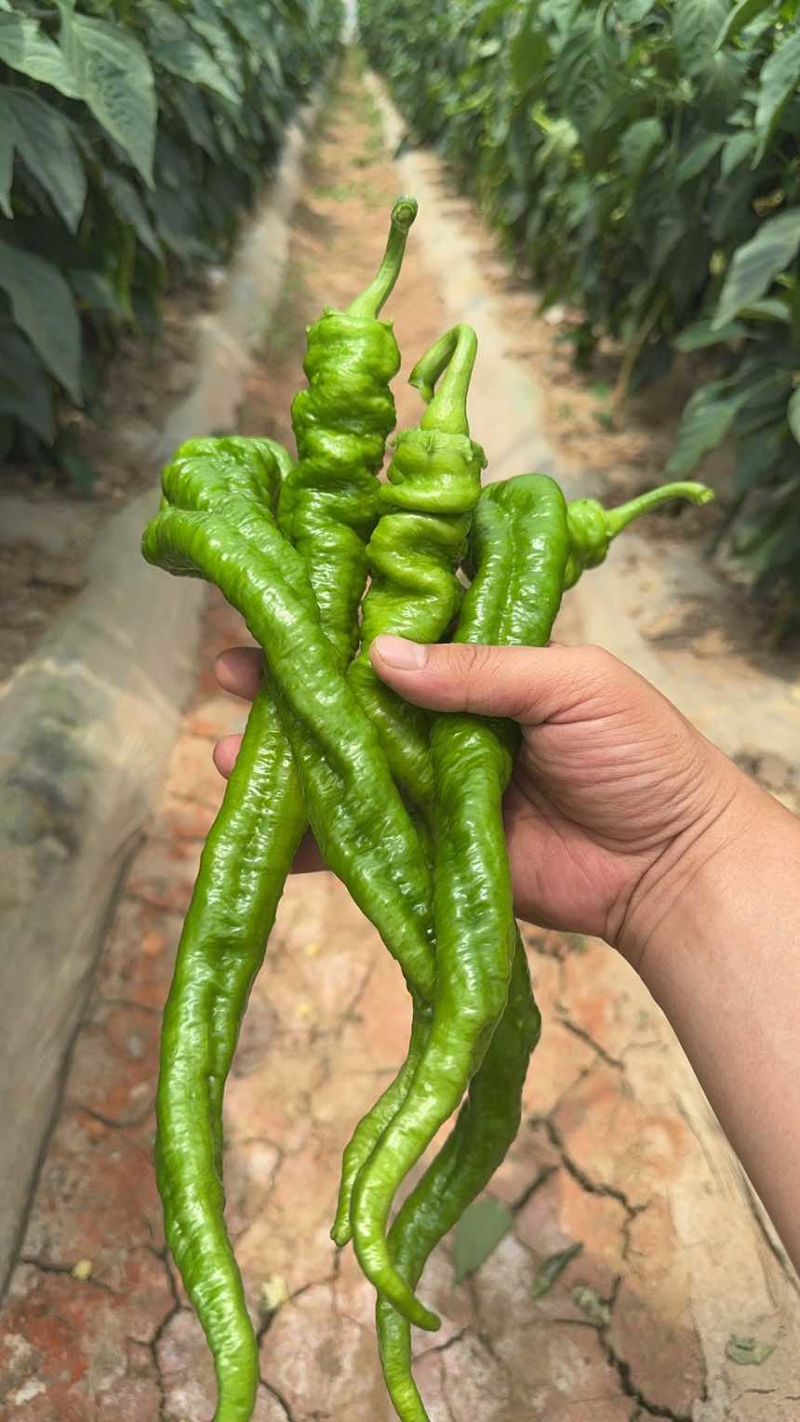 陇椒，螺丝椒