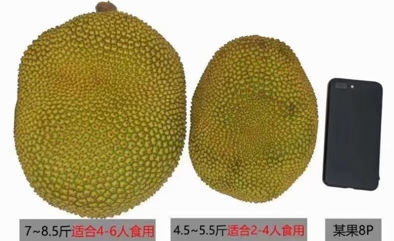 化州市林尘镇珍珠无胶波萝蜜