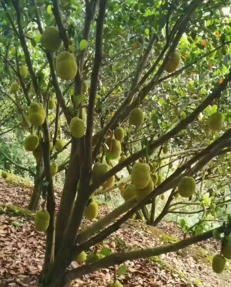 化州市林尘镇珍珠无胶波萝蜜