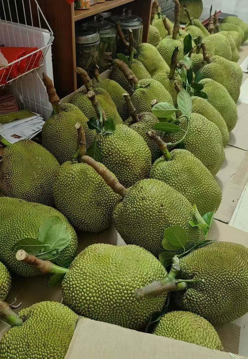 化州市林尘镇珍珠无胶波萝蜜
