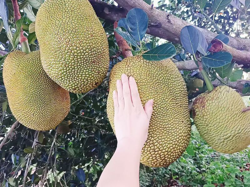 化州市林尘镇珍珠无胶波萝蜜