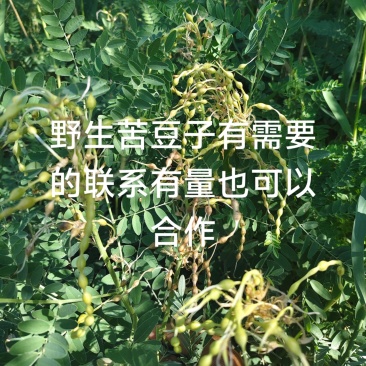 苦豆子