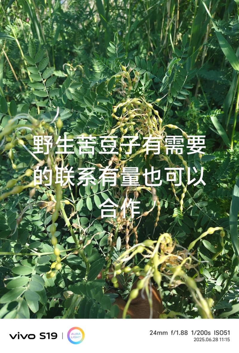 苦豆子