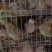 老‮鹑鹌‬鸟3-4两一只，南宁，长‮有期‬货，支‮发持‬货，