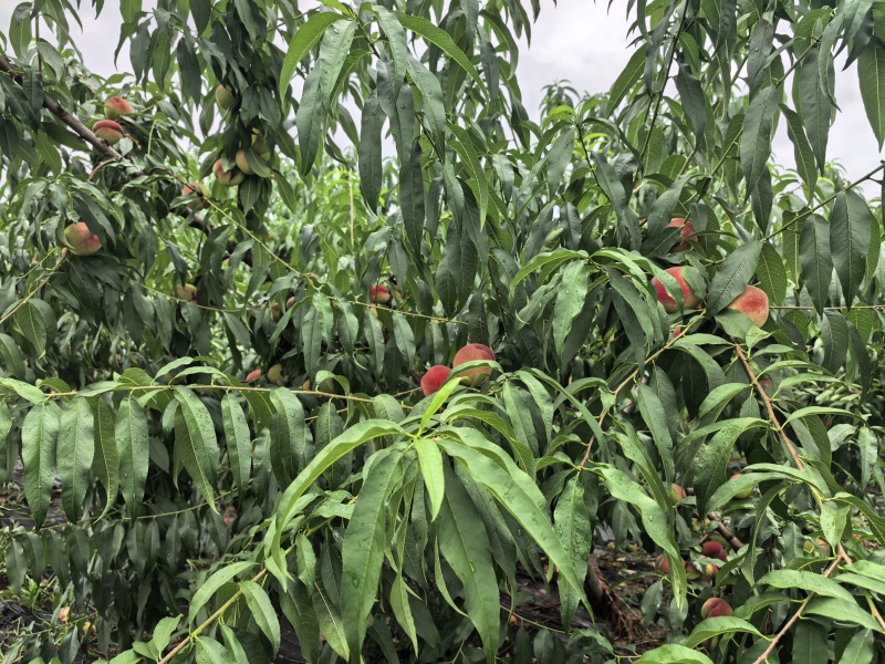 香桃