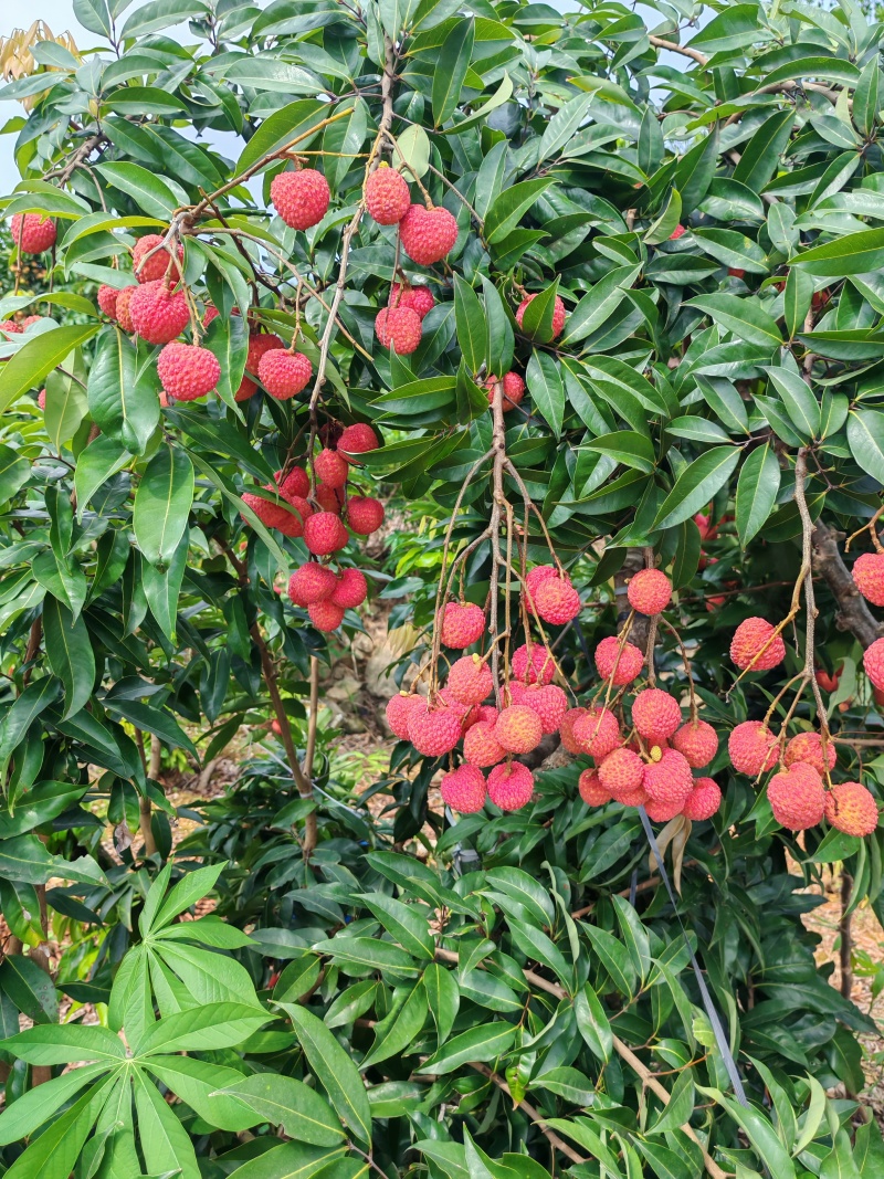 广西桂平市麻垌镇麻垌荔枝