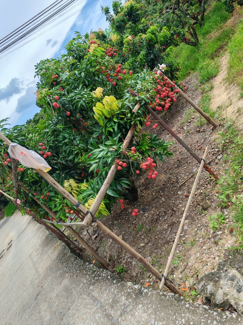 广西桂平市麻垌镇麻垌荔枝