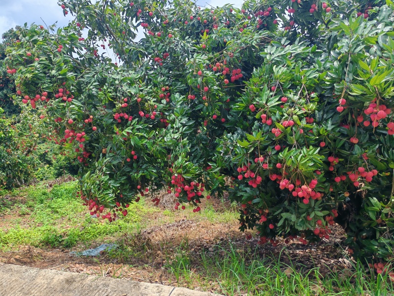 广西桂平市麻垌镇麻垌荔枝