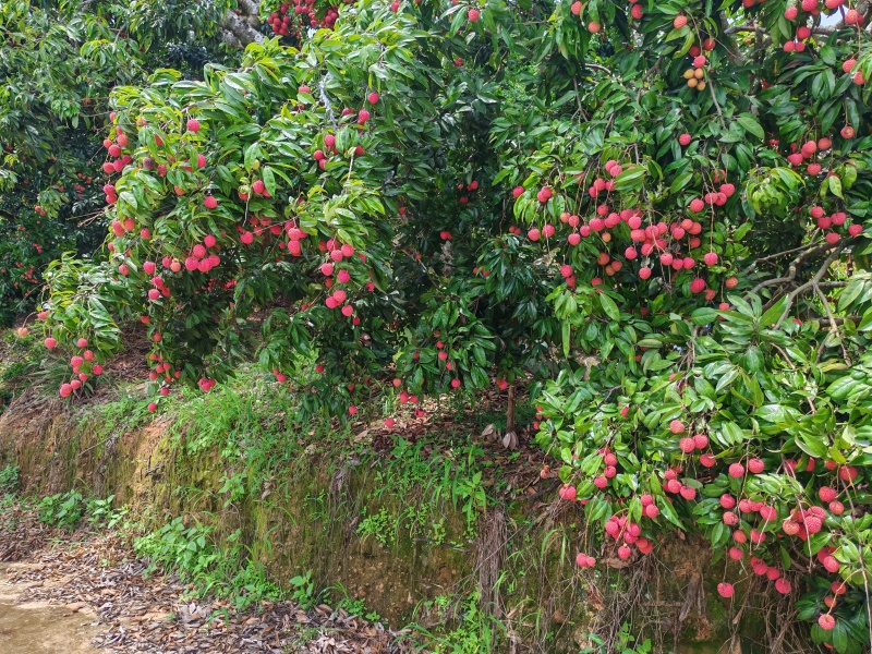 广西桂平市麻垌镇麻垌荔枝