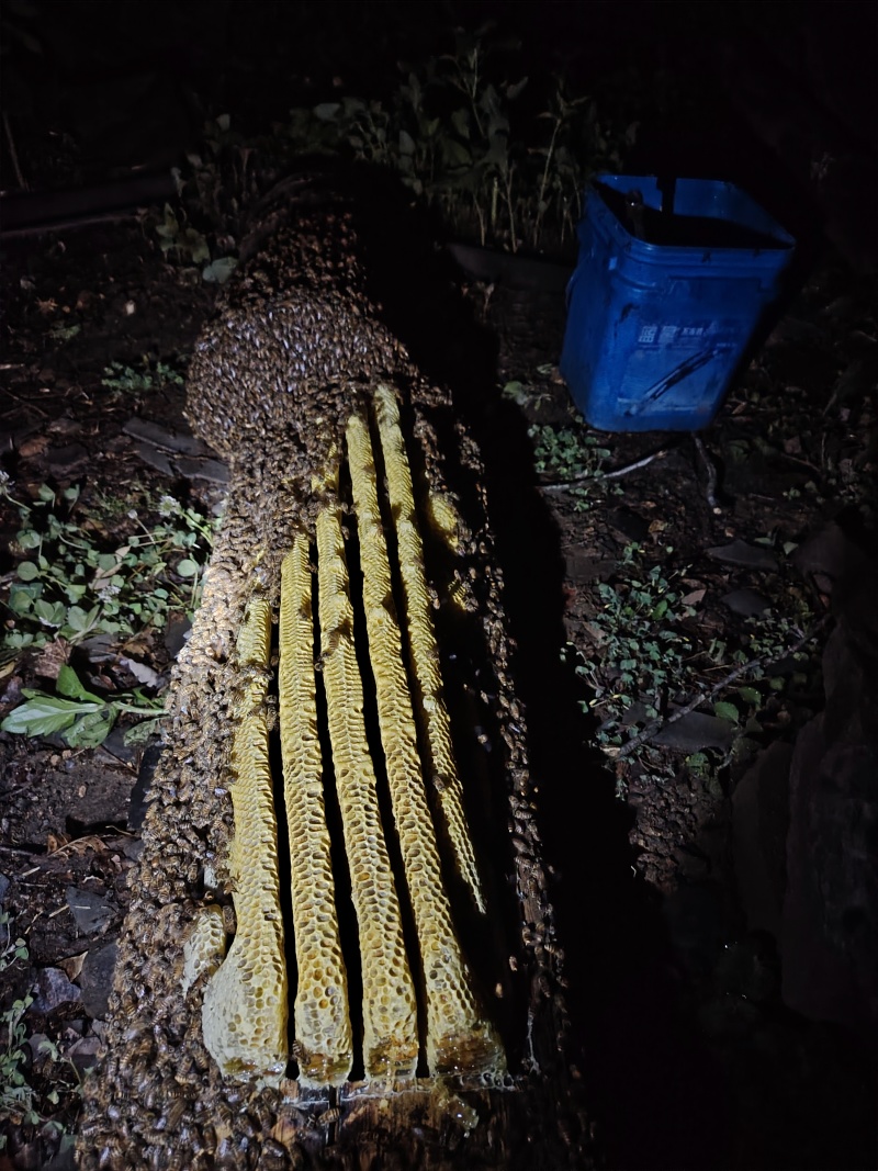 棒棒捅蜂蜜
