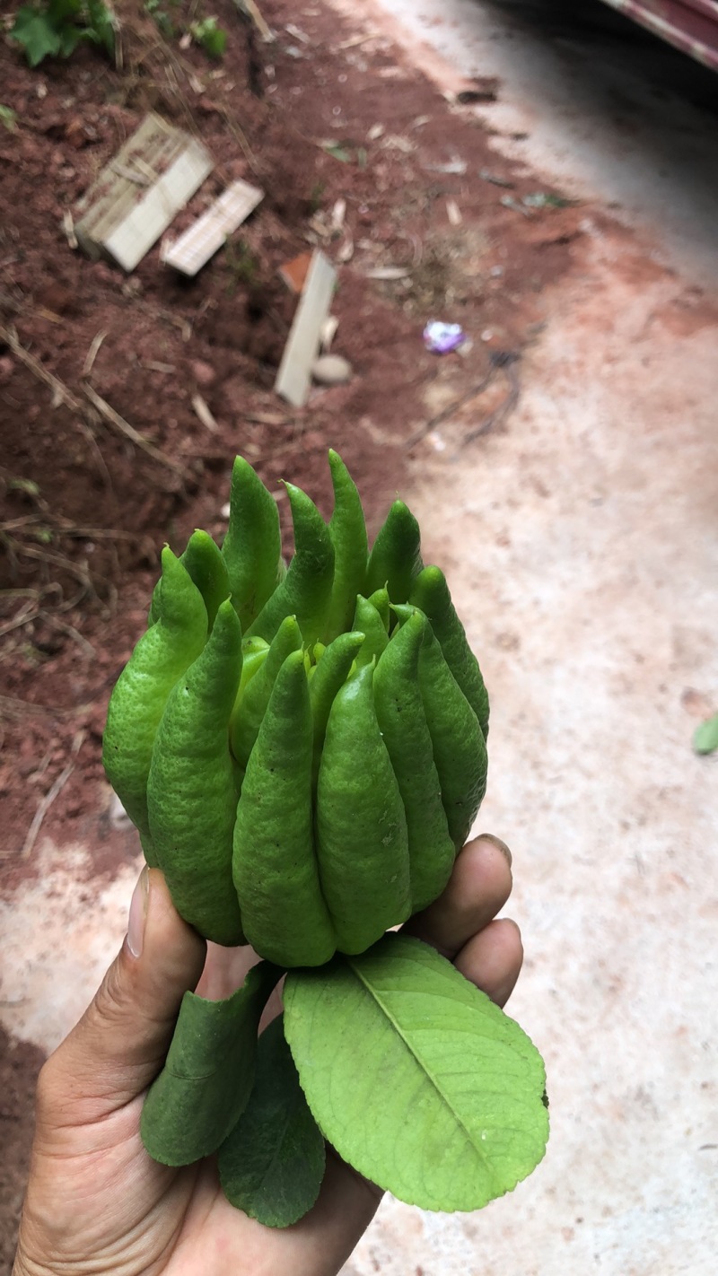 佛手柑