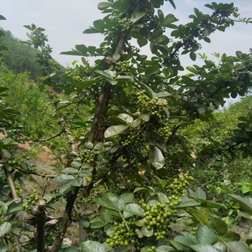 青花椒
