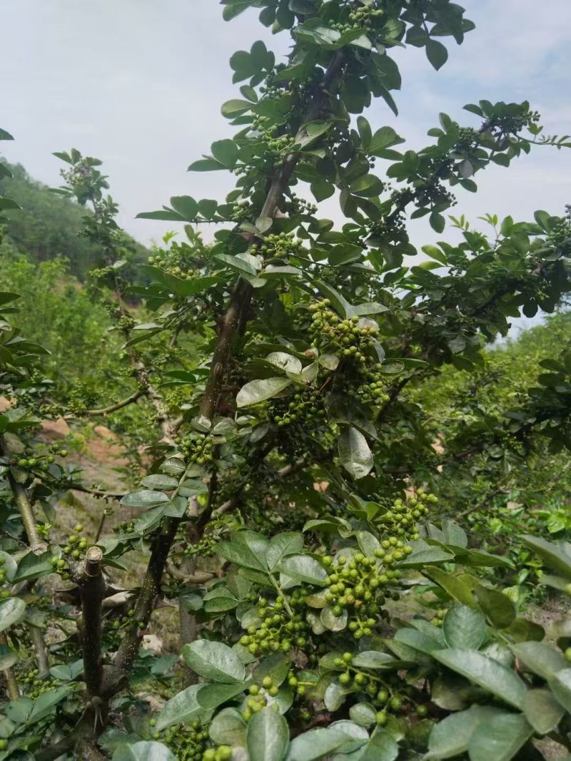 青花椒