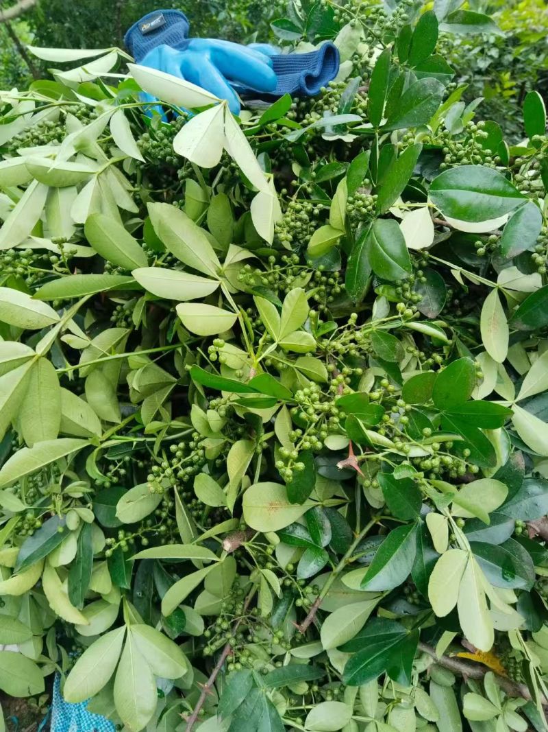 青花椒