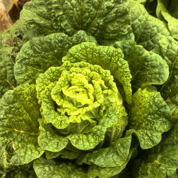 大白菜12万颗