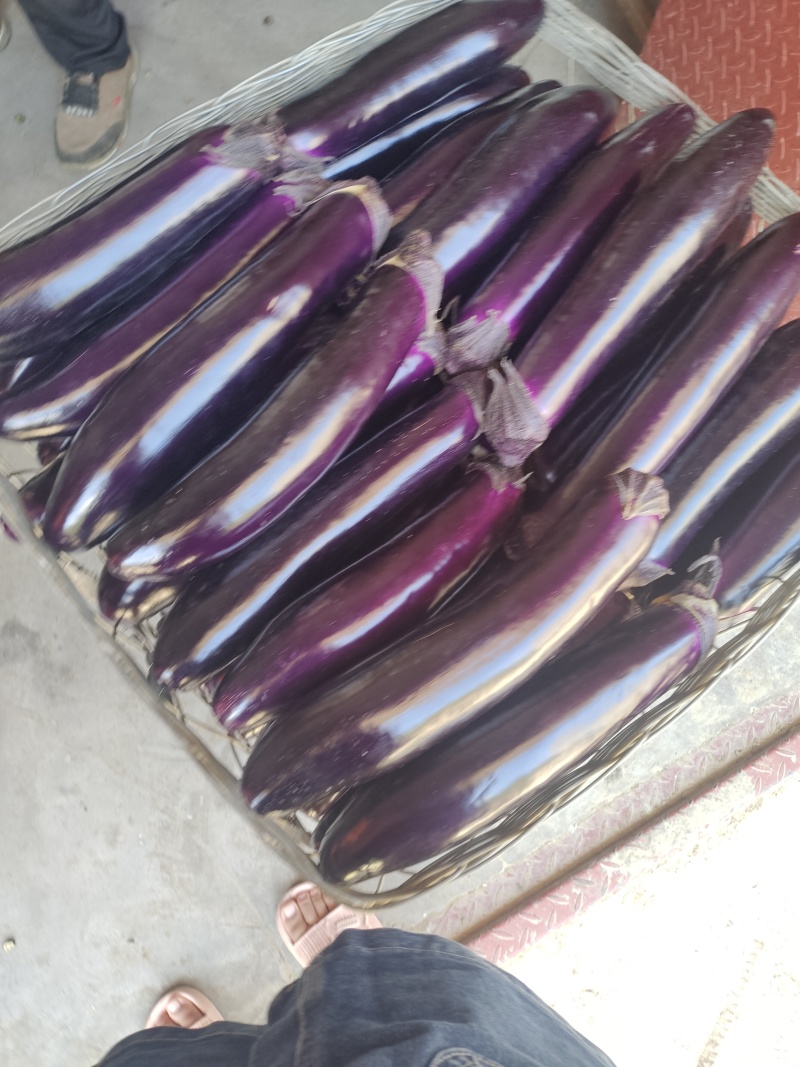 茄子
