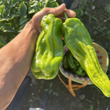 新鲜辣椒一箱32斤