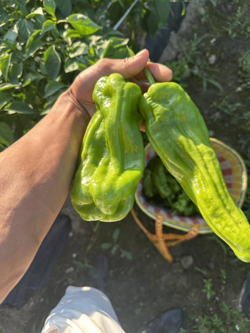 新鲜辣椒一箱32斤