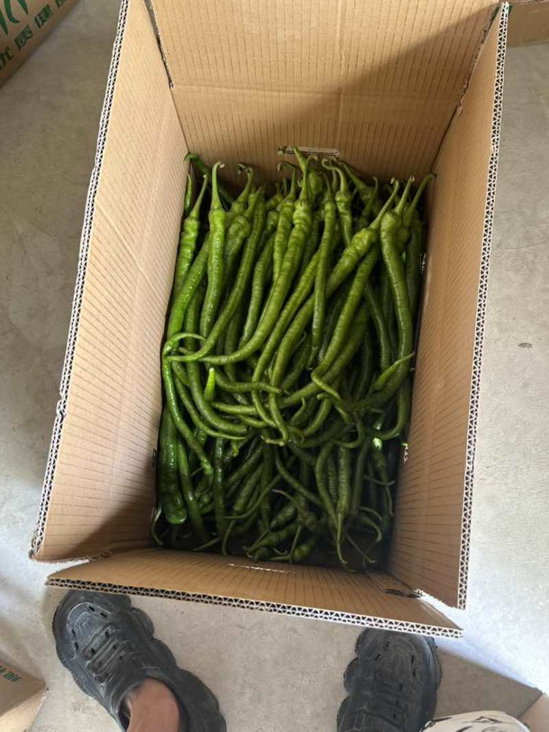 新鲜辣椒一箱32斤