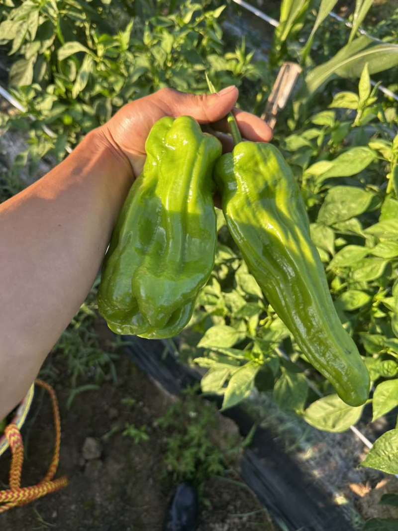 新鲜辣椒一箱32斤