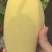 昌江红玉芒