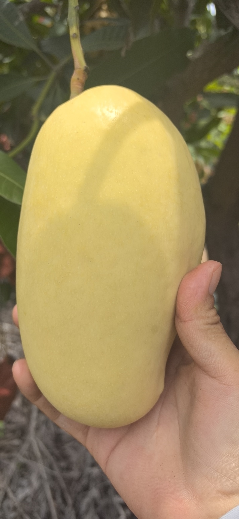 昌江红玉芒