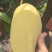 昌江红玉芒