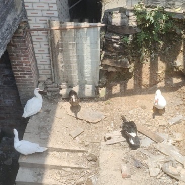 散养番鸭
