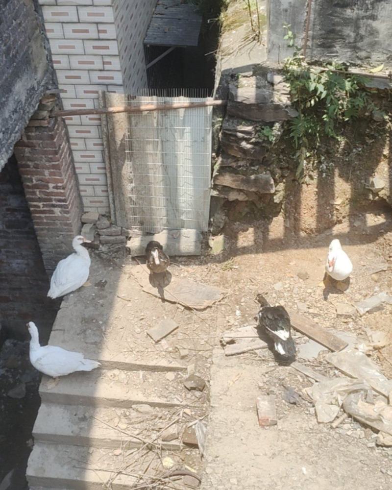 散养番鸭
