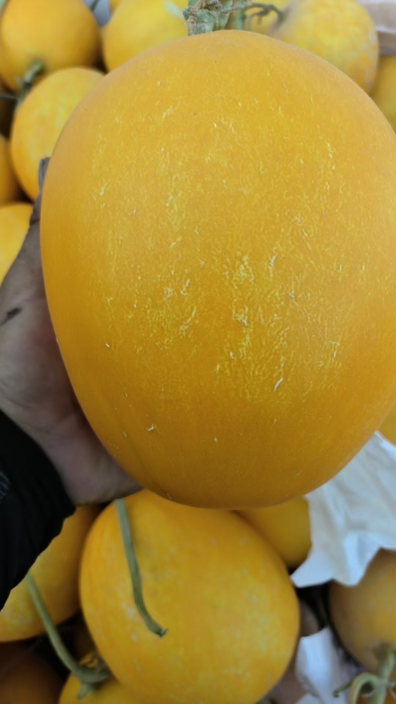 皮糙肉厚可甜可甜了新鲜现摘大量供应