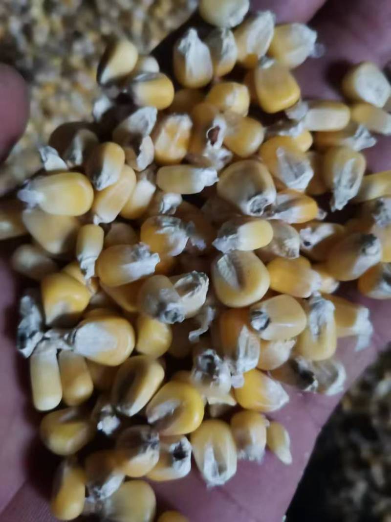 粘玉米干粒水份14过筛的500吨