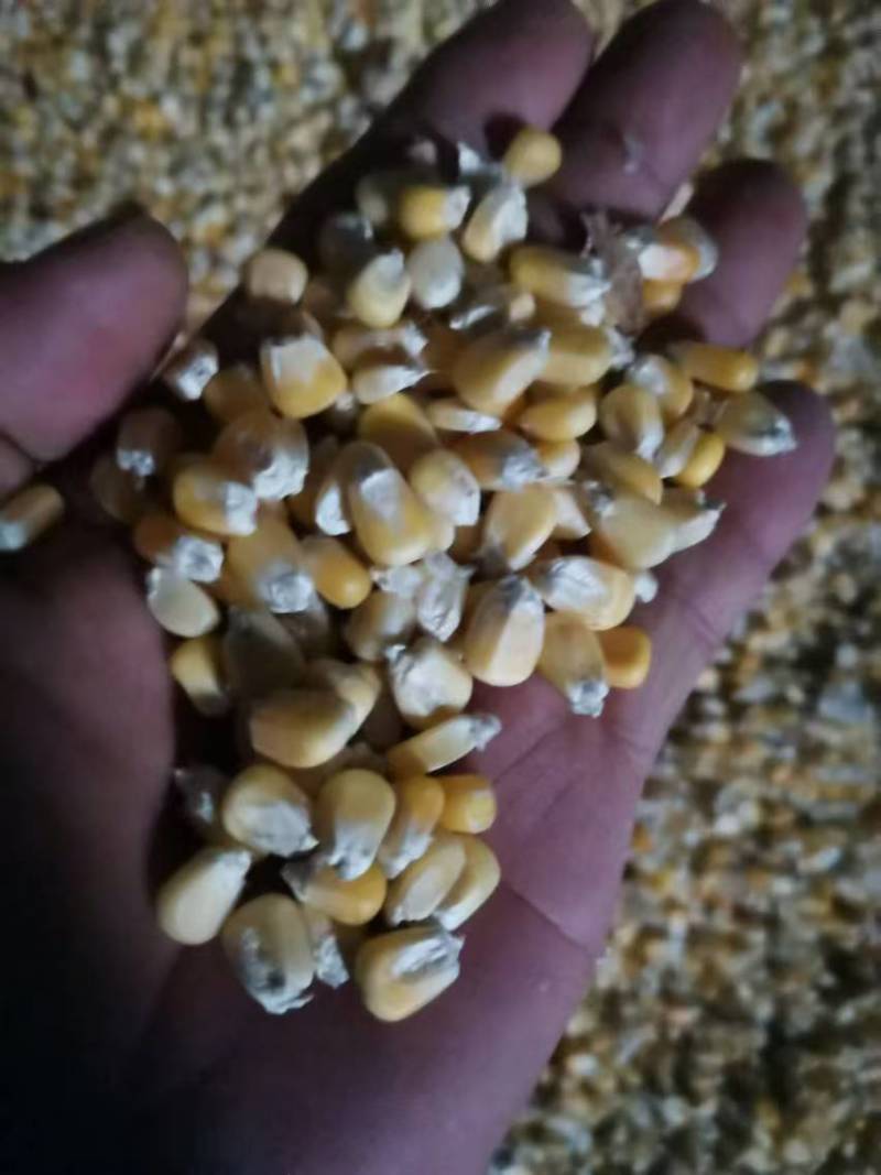 粘玉米干粒水份14过筛的500吨