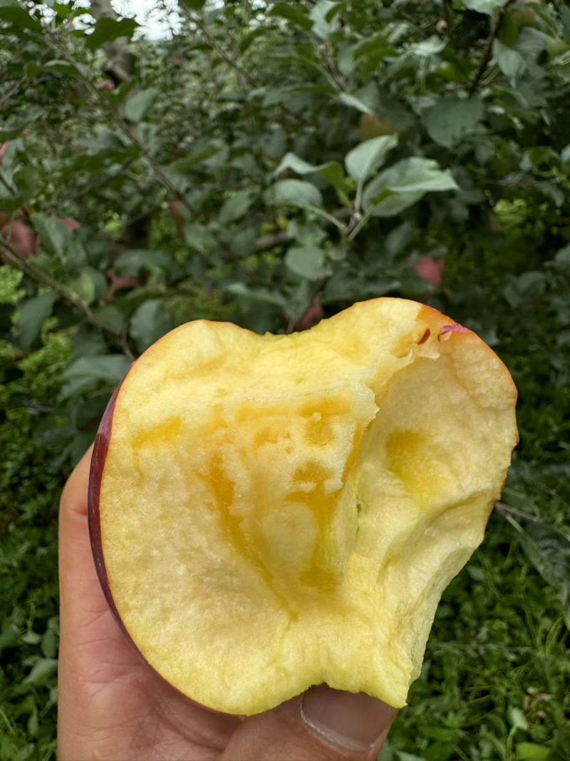 大凉山盐源糖心苹果