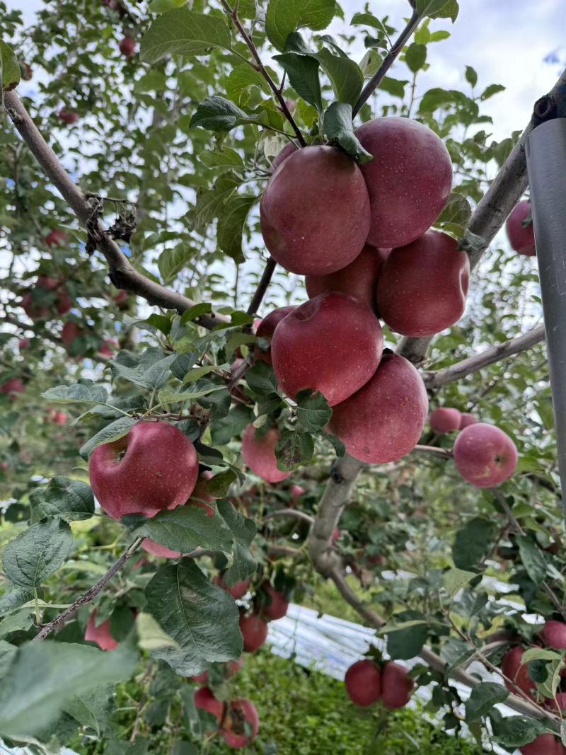 大凉山盐源糖心苹果