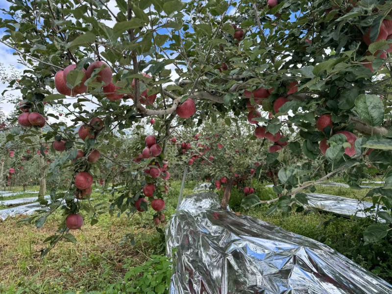 大凉山盐源糖心苹果