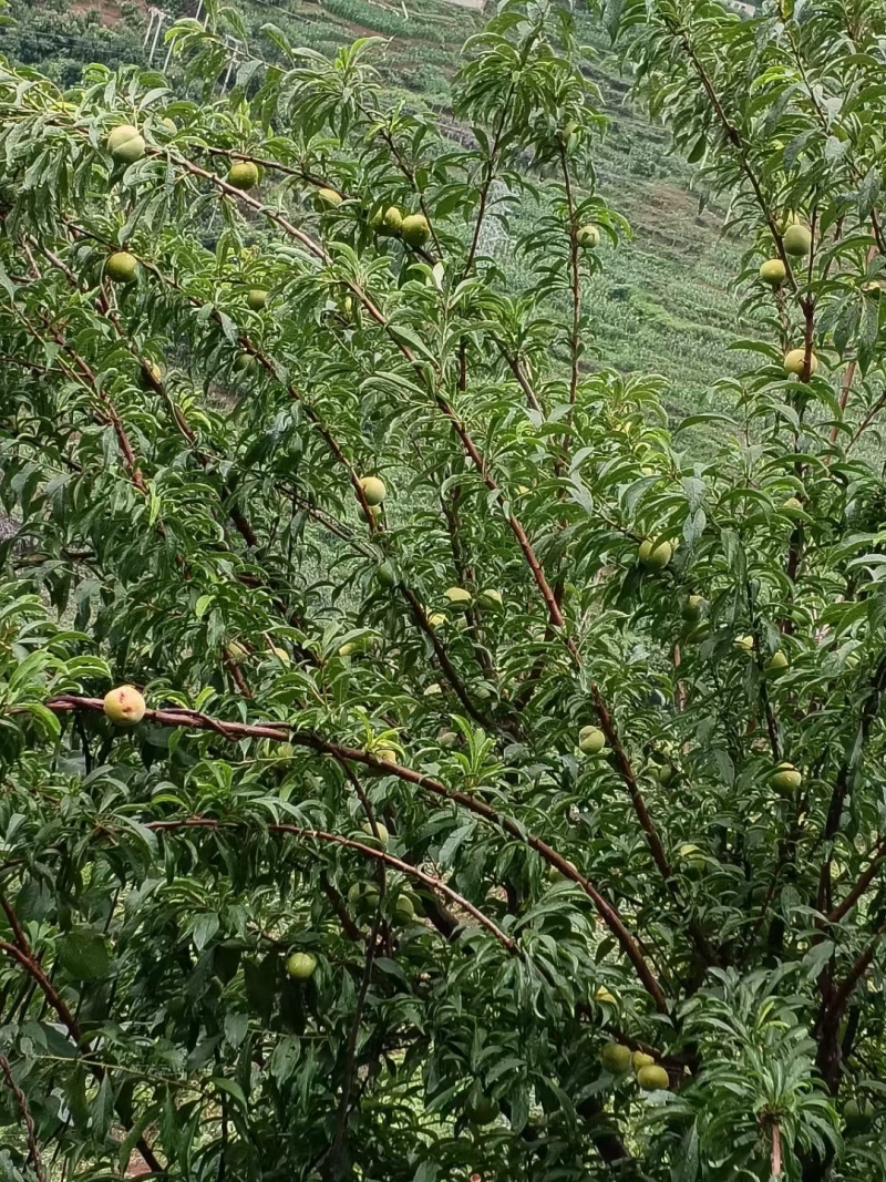 蜂糖李