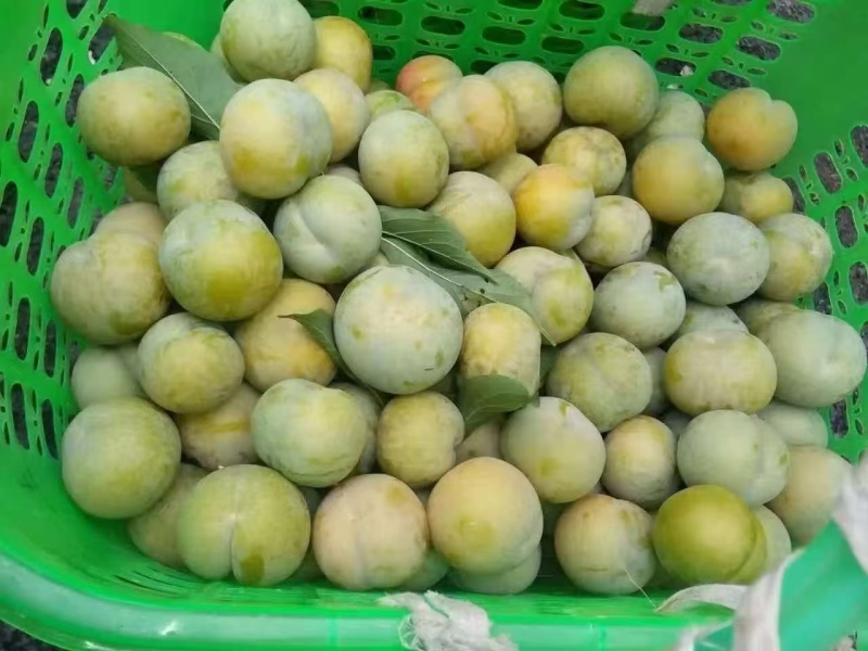 蜂糖李
