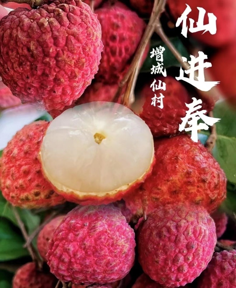 增城仙村仙进奉