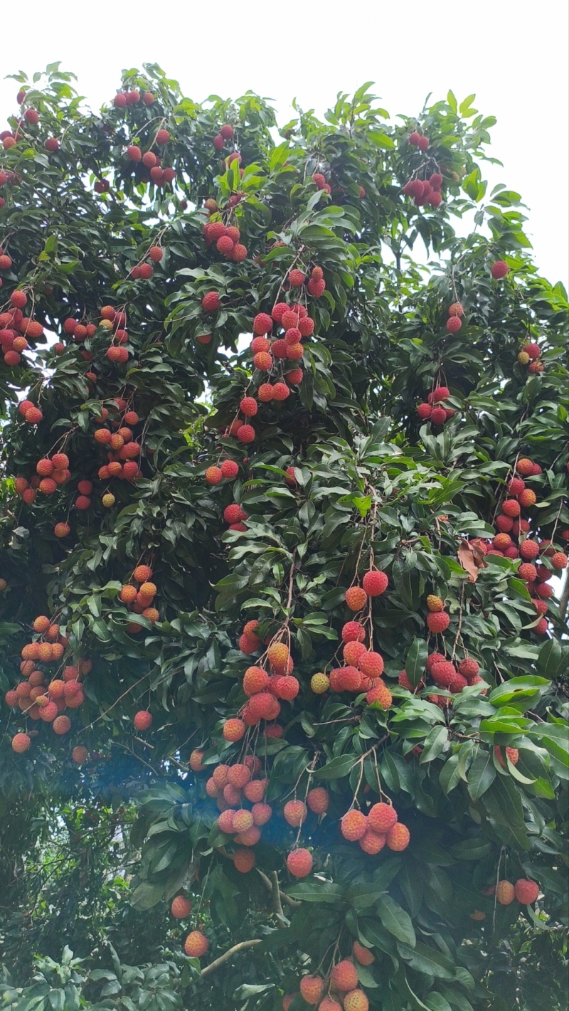 增城仙村仙进奉