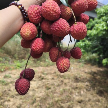 增城仙村仙进奉