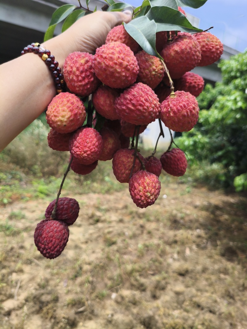 增城仙村仙进奉
