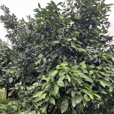 大丰特早蜜桔产地