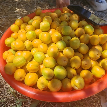 李广杏