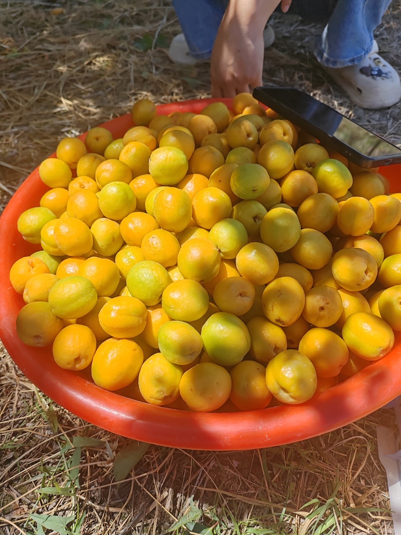 李广杏