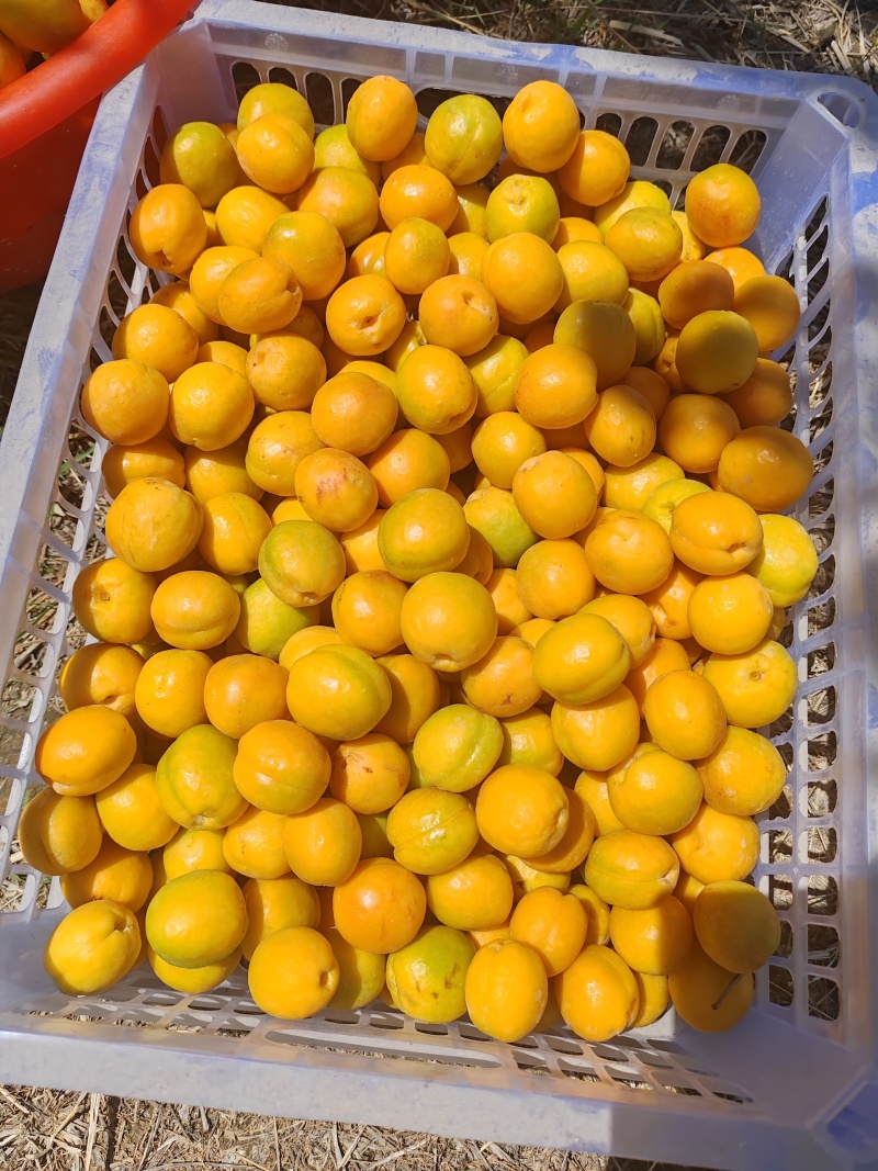 李广杏