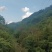 深山野生虎杖|药农匠心采收|天然草本力量|