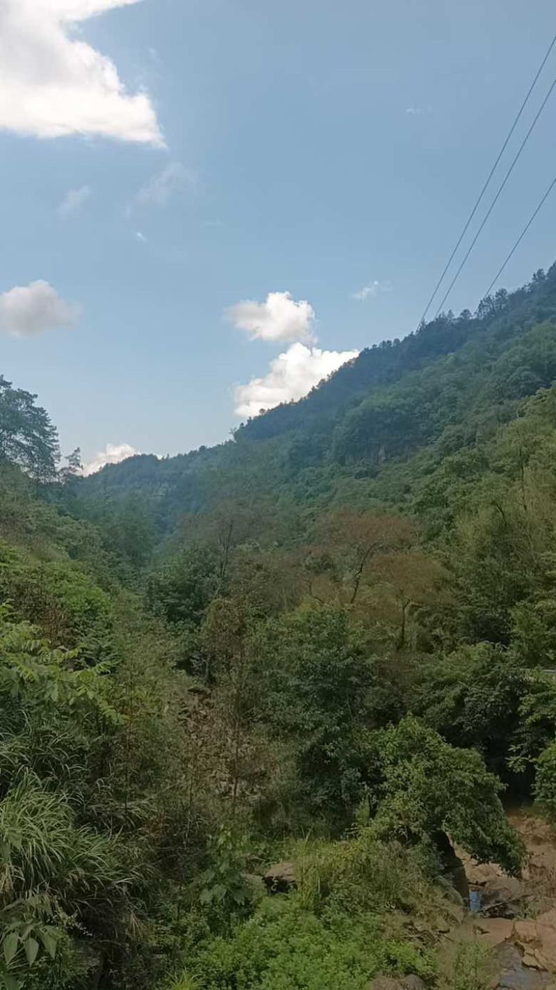 深山野生虎杖|药农匠心采收|天然草本力量|